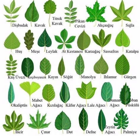 Ağaç yaprak çeşitleri ve isimleri Bitki bilimi Bitki Dikim fikirleri