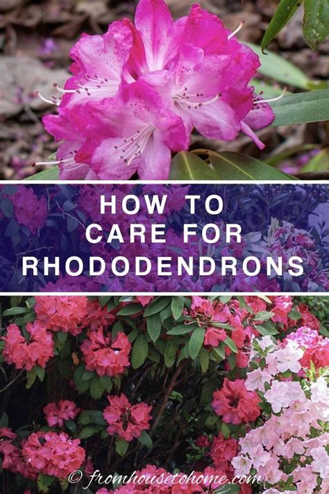 Rhododendron Care: How To Grow Beautiful Rhododendrons and Azaleas