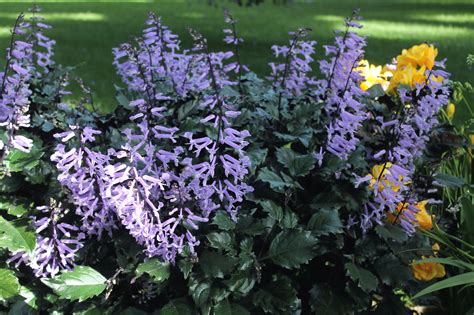 Swedish ivy (plectranthus.australis) is a simple houseplant that grows well indoors and requires little effort on your part to thrive. Garden Housecalls - Swedish ivy 'Velvet Elvis'