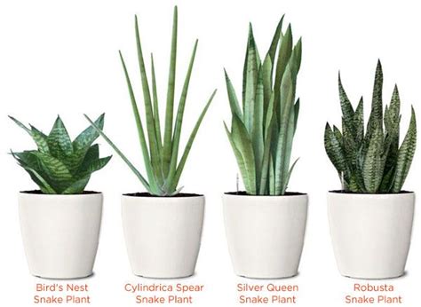 While that is true, plenty of them have branched out. Different types of Snake Plant (Mother In Law Tongue ...