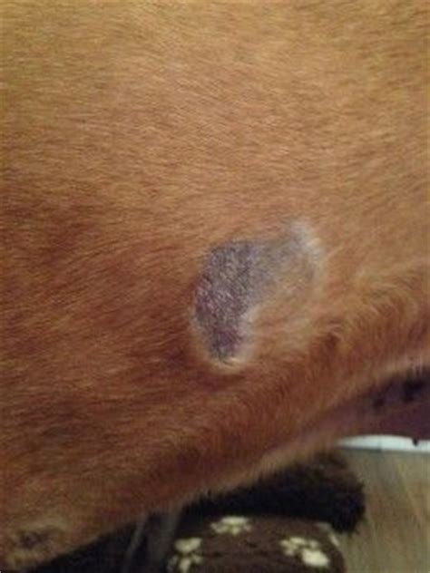 Provides a piece of heaven for hot spots for dogs, dry itchy skin dogs & dry noses that causes our pooches to be unhappy. Skin Allergies in Dogs: Home Remedies to Try Before Seeing ...