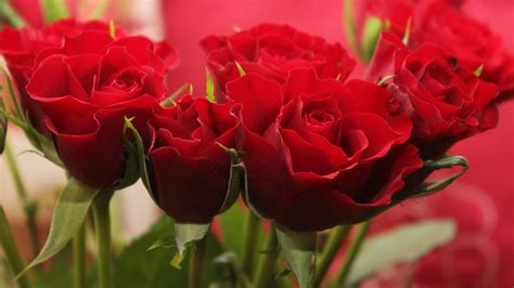 Pictures Of Red Roses In Close Up For Wallpaper Hd Wallpapers