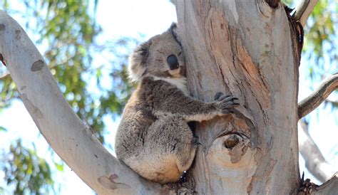 Koala Puffs Naked Telegraph