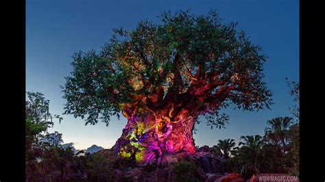 Tree Of Life Awakenings At Disneys Animal Kingdom Youtube
