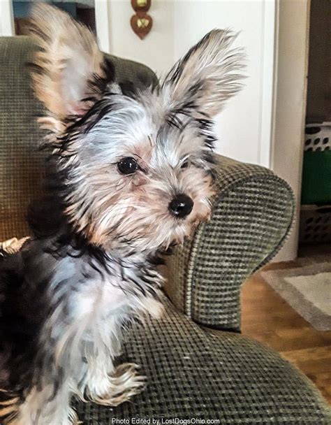 Advertise your dogs and puppies for free! Lost, Missing Dog - Yorkie Poo - East Akron, Akron, OH ...