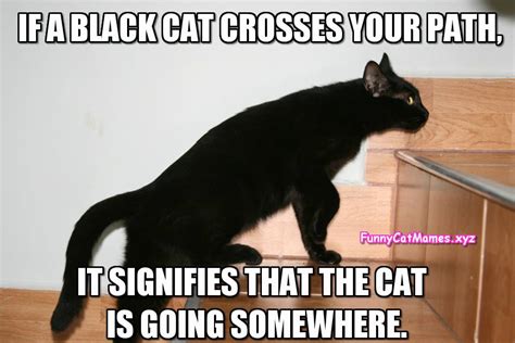 If A Black Cat Crosses Your Path... - Funny Cat MEME Just laughing at these memes can extend your life i feel you mr.