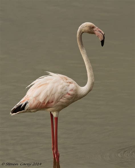 Steve Carey Bird Photography Greater Flamingo Phoenicopterus Roseus