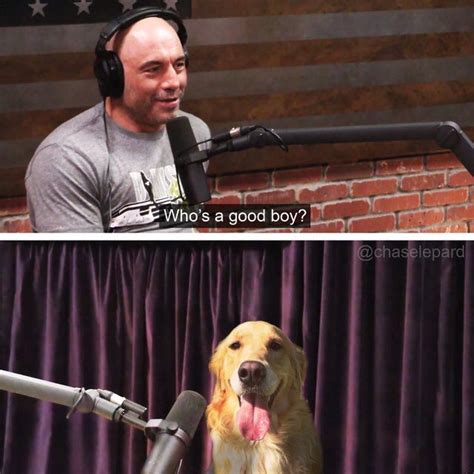 Joe Rogans Dog Meme Joe Rogan Memes Dog Memes
