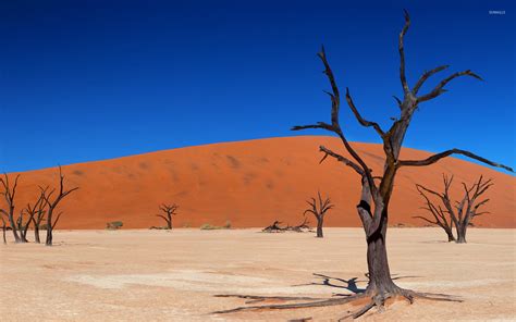 Iphone Wallpaper Tree Desert Foto Populer Posts Id