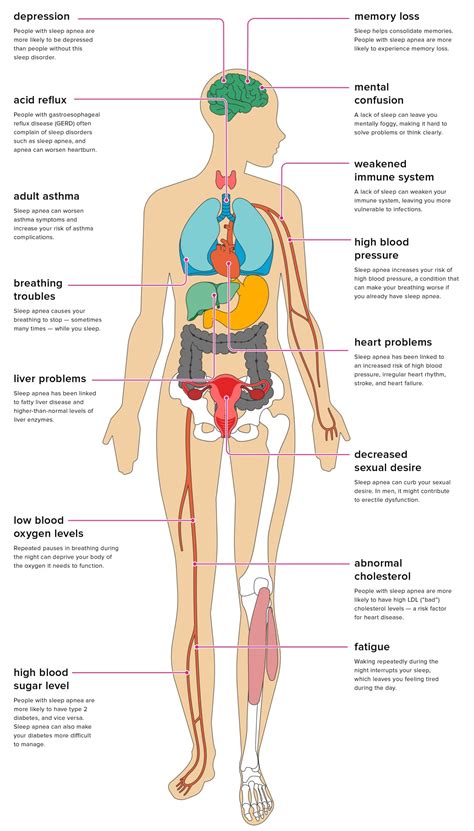 In the lower cavity there is stomach, liver, gallbladder and the intestines. The Effects of Sleep Apnea on the Body