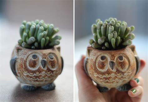 owl planter-baby toes succulent! | Owl bird, Succulents, Planters