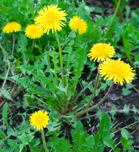 How often should you drink dandelion tea? How To Dry Dandelion Flowers For Rabbits | Best Flower Site
