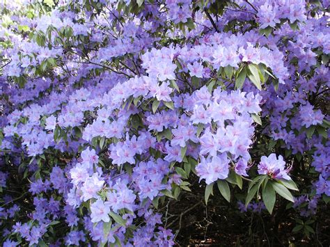 Rhododendron Augustinii Great Evergreen Shrub 10 Ft Tall With