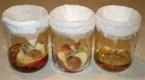 Where do fruit flies come from? Food and Garden Dailies: How to Get Rid of Fruit Flies