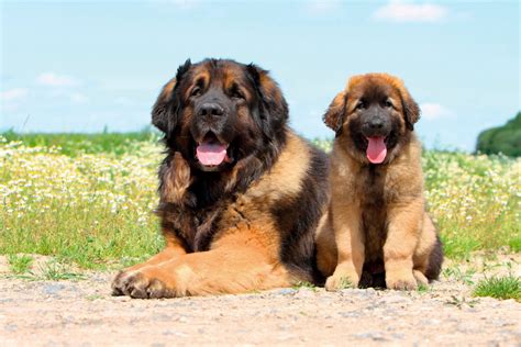 8,507 likes · 34 talking about this. Leonberger Hund Charakter, Grösse & Pflege | zooplus.ch