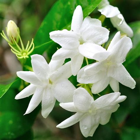 The Best Jasmine Flower Plants In Kerala Ideas