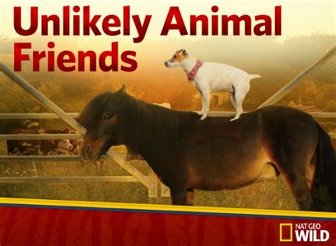 Unlikely Animal Friends Tv Show Air Dates And Track Episodes Next Episode