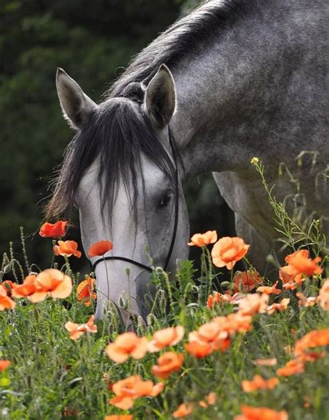Grazing Amongst The Wild Flowers Horses Pretty Horses Horse Love