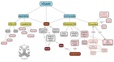 Mapa Sobre La Histología Y Algo De Anatomía Del Hígado Para Una