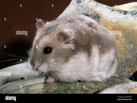 Dwarf Hamster Sitting Hi Res Stock Photography And Images Alamy