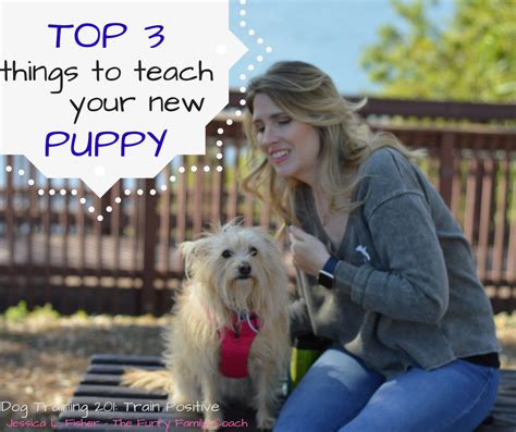 The Top 3 Things To Teach Your New Puppy Dog Training Courses Training