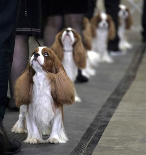 Westminster kennel club dog show. OUR NEXT SHOWS - Kennel Club of Beverly Hills