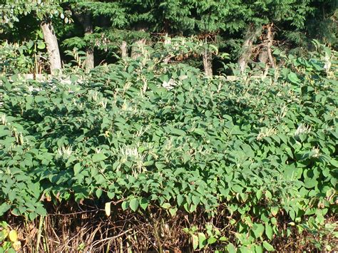 Where is japanese knotweed originally from? Natural Resources Wales / Japanese knotweed: what you need ...