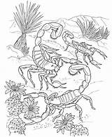 Coloring Scorpion Printable sketch template