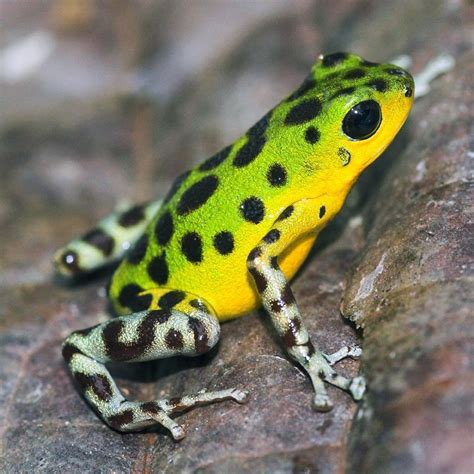 Jewels Of The Forest The Fascinating World Of Tree Frogs Poison Dart