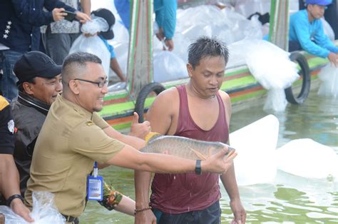 ﻿Mengenal Ikan Arwana Red Banjar, Satwa Langka Asli Tanah Banjar