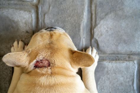 3 Annoying Skin Problems In Dogs And How To Solve Them