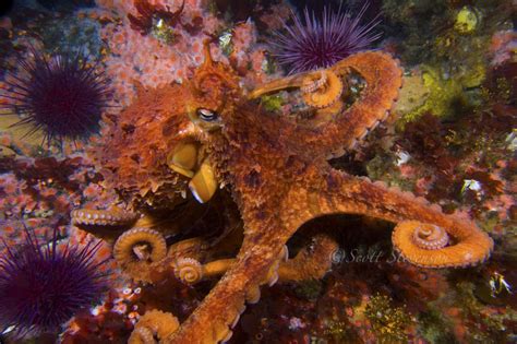 Giant Pacific Octopus Gartak