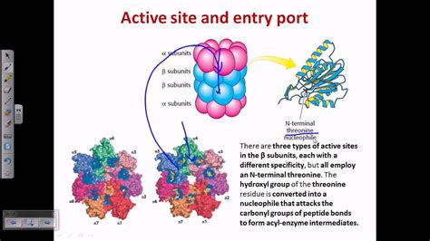 The two inner rings are called as beta subunit and they are proteolytically active. Proteasome and protein degradation - YouTube