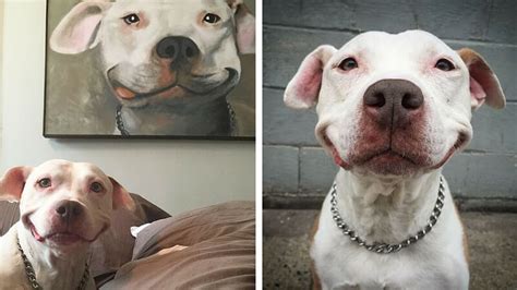 Adorable Pit Bull Cant Stop Smiling After Being Rescued From The Street