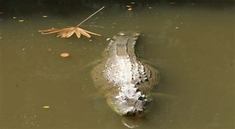 Saltwater Crocodiles Large And Important
