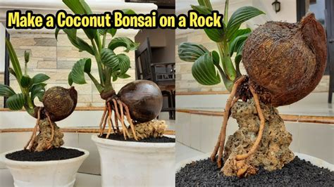 Cara Membuat Bonsai Kelapa Di Atas Batu Karang Make A Coconut Bonsai On The Rock Youtube