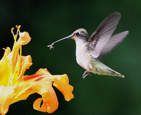 Apr 28, 2021 · provide a mix of flower shapes: Springfield Plateau: Hummingbirds and the Sugar Fix