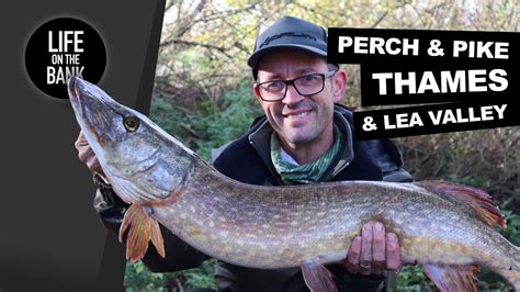 Pike And Perch Fishing On The Thames Youtube