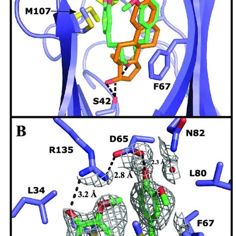 Pdf Molecular Interactions Between Sex Hormonebinding Globulin And
