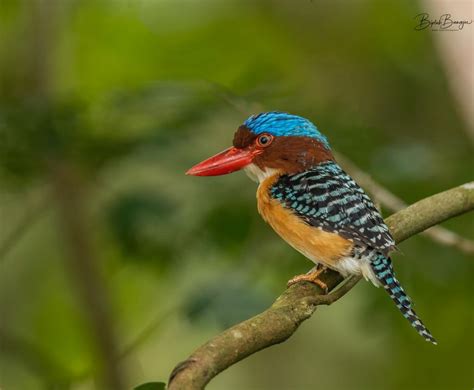 A Malaysian Birder Kingfishers Of Peninsular Malaysia