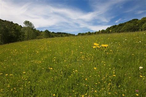 Britains Best Wildflower Meadows Hay Meadow Wild Flowers Fall Travel