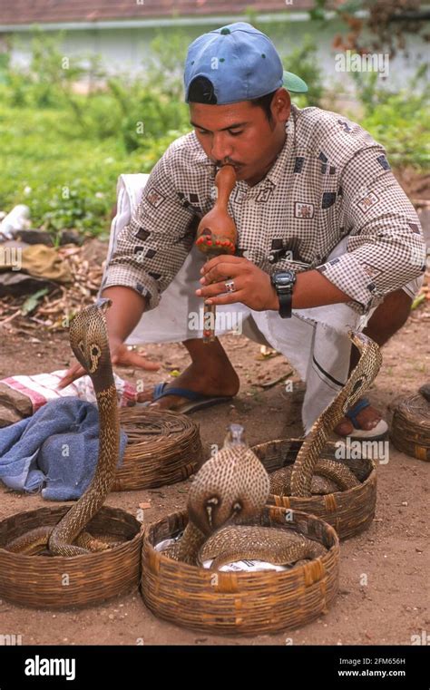 Kerala India Snake Charmer Plays Pungi With Defanged Cobras Stock