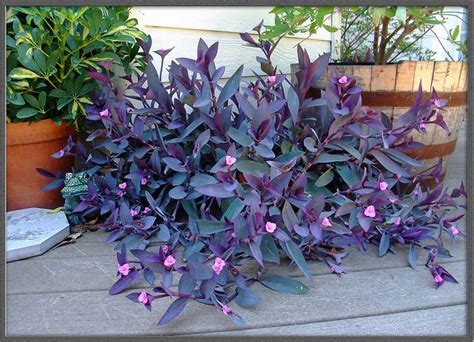 May 18, 2020 · ~t. Pin on Garden