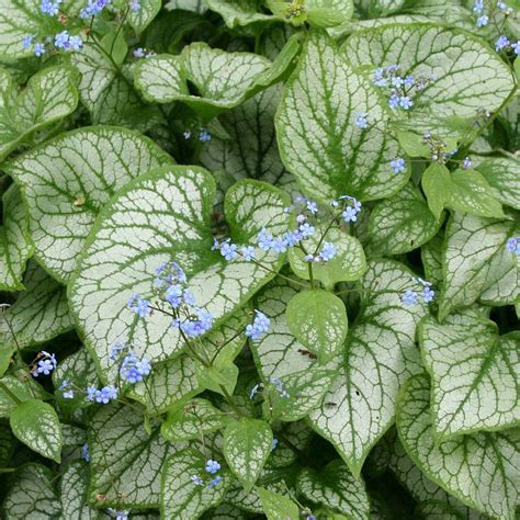 'jack frost' can take dry summers and wet winters. BRUNNERA macrophylla 'Jack Frost'