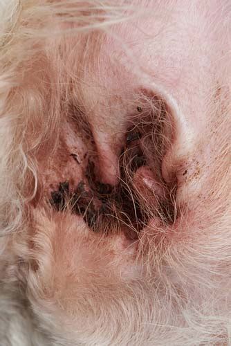 Of course, they can't tell us this, but there are several. Top 5 Best Dog Ear Infection Treatment in 2019 (Over the ...