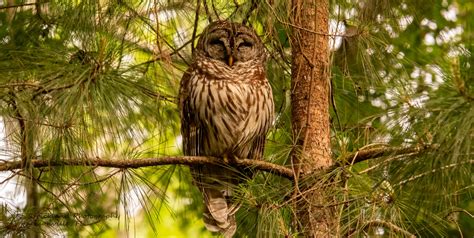 Barred Owl In The Pine Tree By Rick · 365 Project