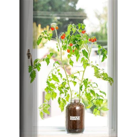 Back To The Roots Windowsill Organic Cherry Tomato Grow Kit Growing