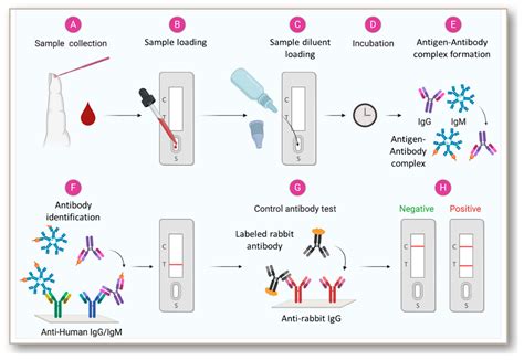 Steps In Lateral Flow Immunoassay Lfia Based Covid 19
