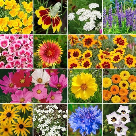 Bird And Butterfly Wildflower Seed Mix Wildflower Seeds Butterfly