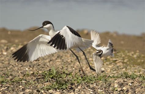 Plover V Avocet Nesting Plover Sees Off Avocet Russellings Flickr